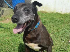 Cachorro raça SRD idade 4 anos nome PELE