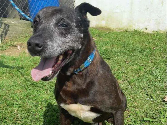 Cachorro ra a SRD idade 4 anos nome PELE