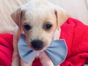 Cachorro raça Vila lata  idade Abaixo de 2 meses nome Todos sem nome 