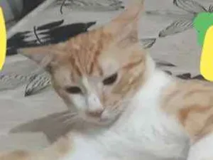 Gato raça Gato idade 7 a 11 meses nome Eminen