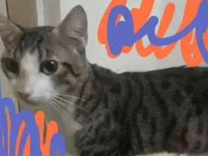 Gato raça Gato idade 7 a 11 meses nome Diferentão