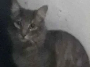 Gato raça Gato idade 7 a 11 meses nome Lek