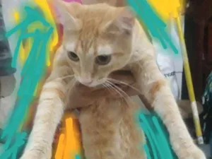 Gato raça Gata idade 7 a 11 meses nome Princesa