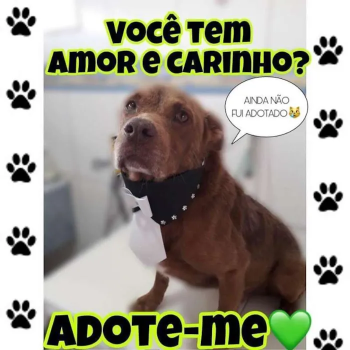 Cachorro ra a SRD idade 2 anos nome Totty