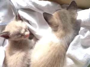 Gato raça SRD idade Abaixo de 2 meses nome Sem nome