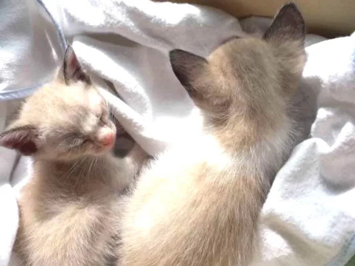 Gato ra a SRD idade Abaixo de 2 meses nome Sem nome