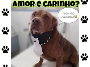 Cachorro raça SRD idade 2 anos nome Totty