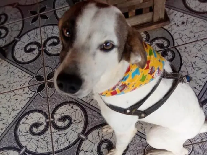 Cachorro ra a SRD idade 1 ano nome Théo