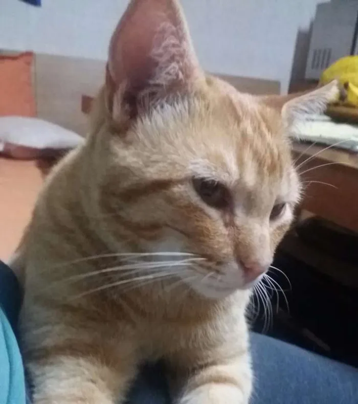 Gato ra a  idade 1 ano nome Yuri