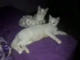 Marie,Bia e Floquinh