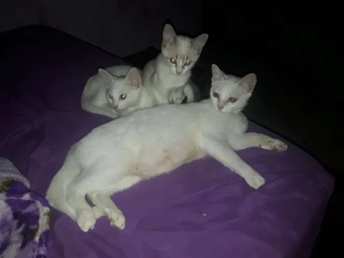 Gato ra a 2 vira lata e um cianes idade 2 a 6 meses nome Marie,Bia e Floquinh