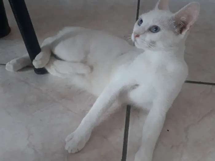 Gato ra a 2 vira lata e um cianes idade 2 a 6 meses nome Marie,Bia e Floquinh