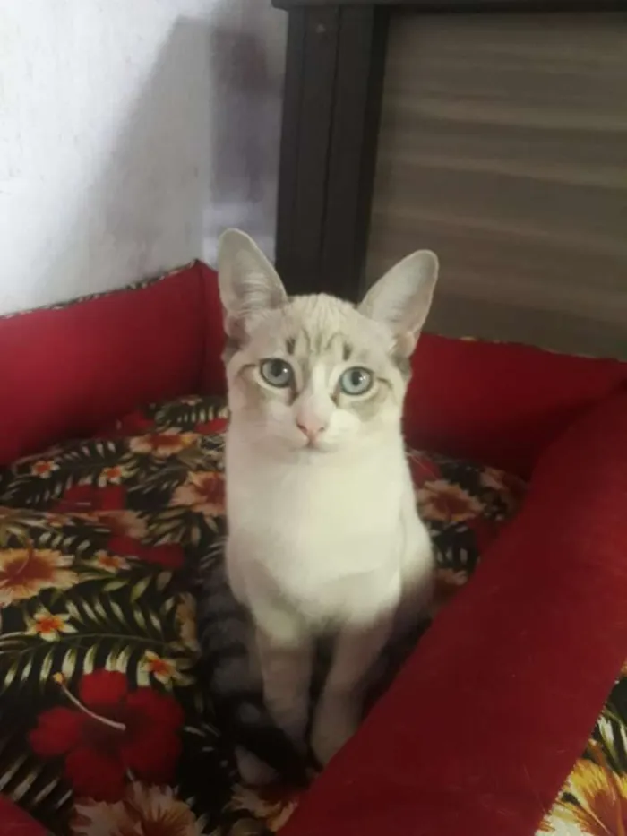 Gato ra a 2 vira lata e um cianes idade 2 a 6 meses nome Marie,Bia e Floquinh