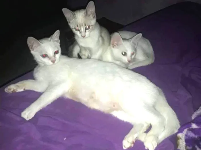 Gato ra a 2 vira lata e um cianes idade 2 a 6 meses nome Marie,Bia e Floquinh
