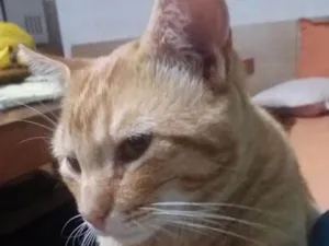 Gato raça  idade 1 ano nome Yuri