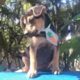 Porthos