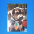 Porthos