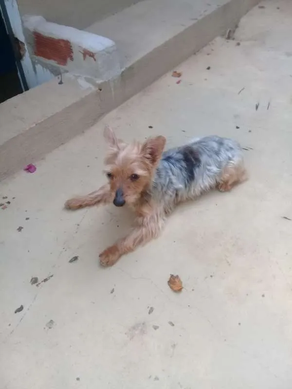 Cachorro raça Yorkshire idade 6 ou mais anos nome Fofinho