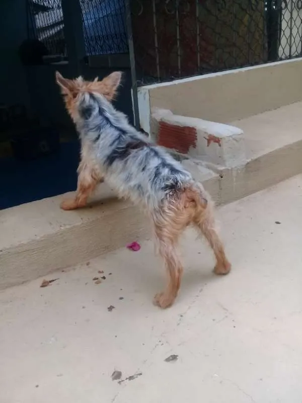 Cachorro raça Yorkshire idade 6 ou mais anos nome Fofinho