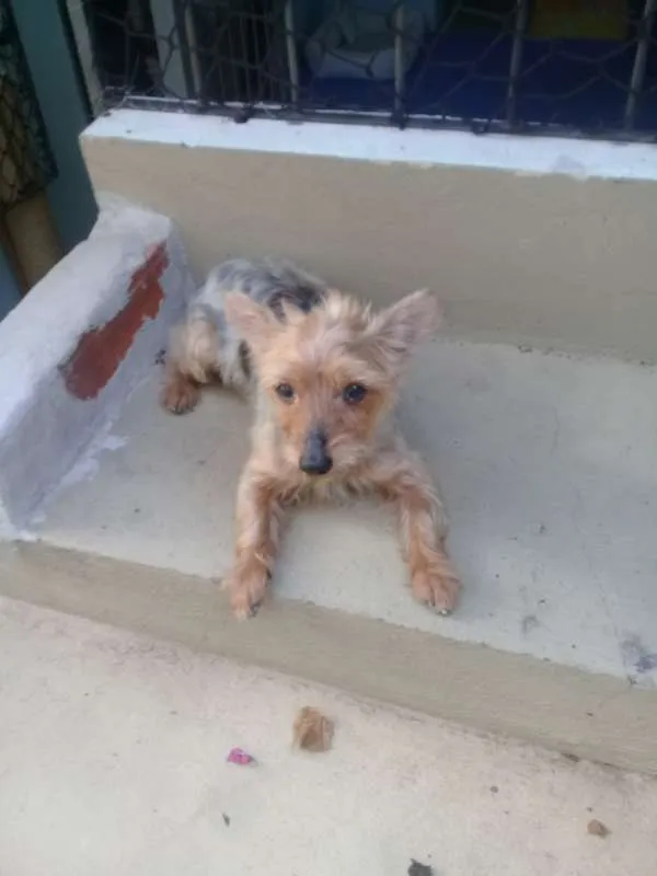Cachorro raça Yorkshire idade 6 ou mais anos nome Fofinho