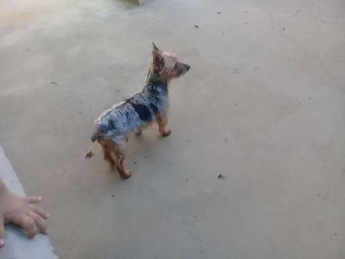 Cachorro raça Yorkshire idade 6 ou mais anos nome Fofinho