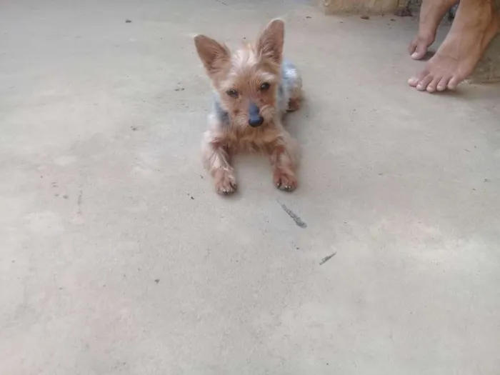 Cachorro raça Yorkshire idade 6 ou mais anos nome Fofinho