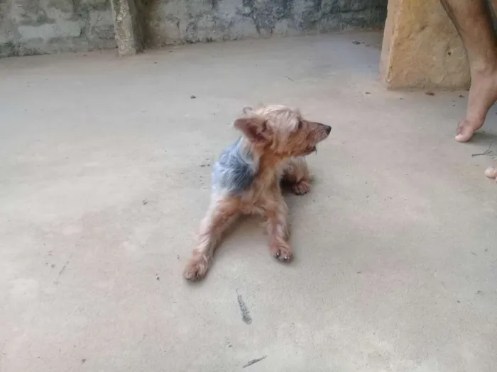 Cachorro raça Yorkshire idade 6 ou mais anos nome Fofinho