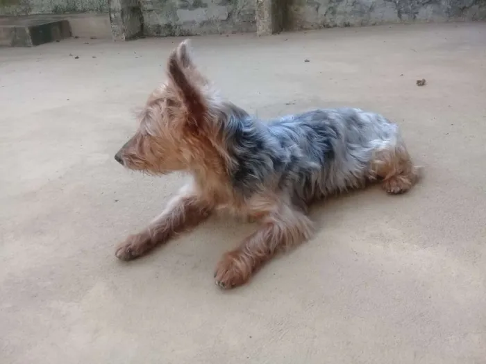 Cachorro raça Yorkshire idade 6 ou mais anos nome Fofinho