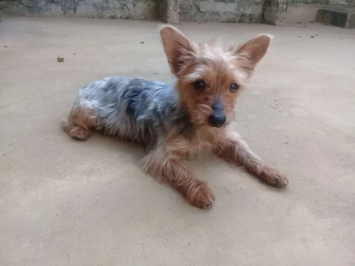 Cachorro raça Yorkshire idade 6 ou mais anos nome Fofinho