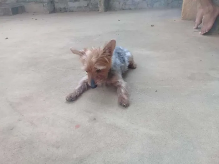 Cachorro raça Yorkshire idade 6 ou mais anos nome Fofinho