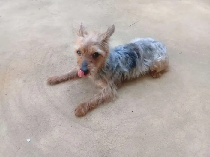 Cachorro raça Yorkshire idade 6 ou mais anos nome Fofinho