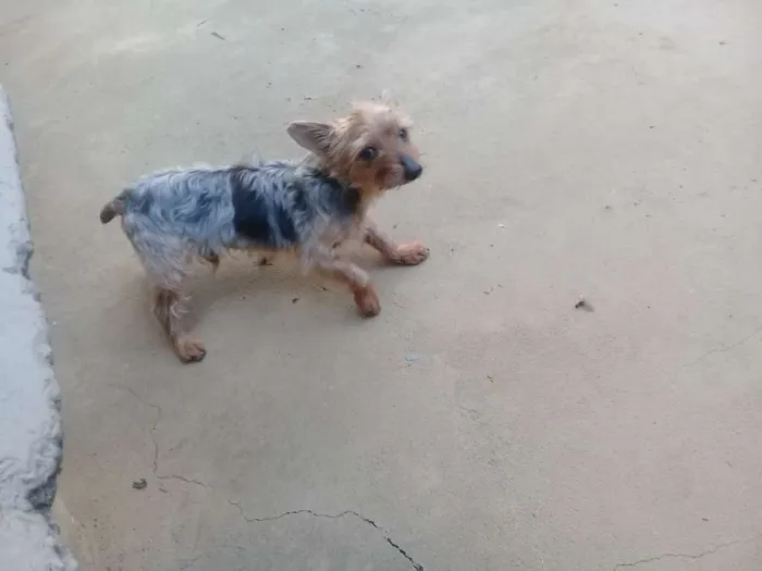 Cachorro raça Yorkshire idade 6 ou mais anos nome Fofinho