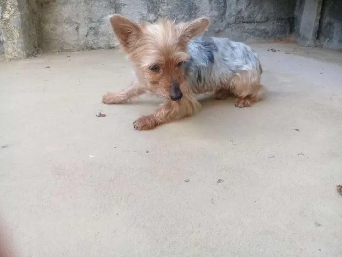 Cachorro raça Yorkshire idade 6 ou mais anos nome Fofinho