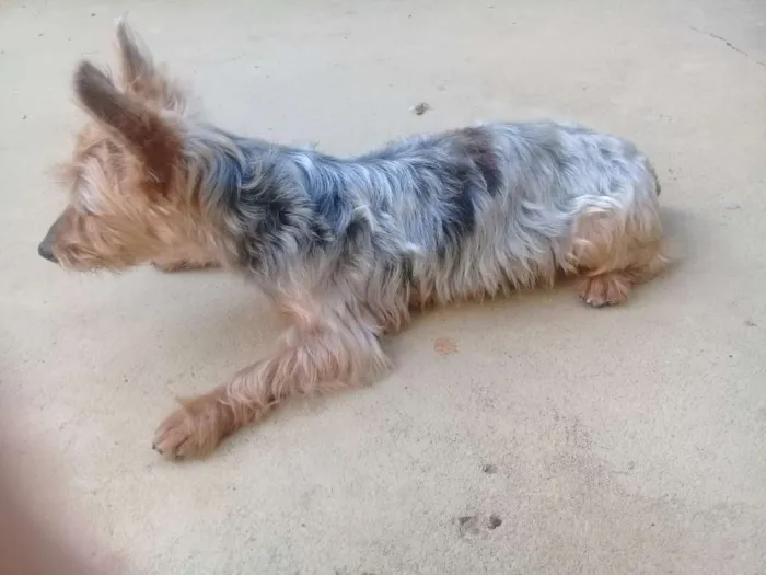 Cachorro raça Yorkshire idade 6 ou mais anos nome Fofinho