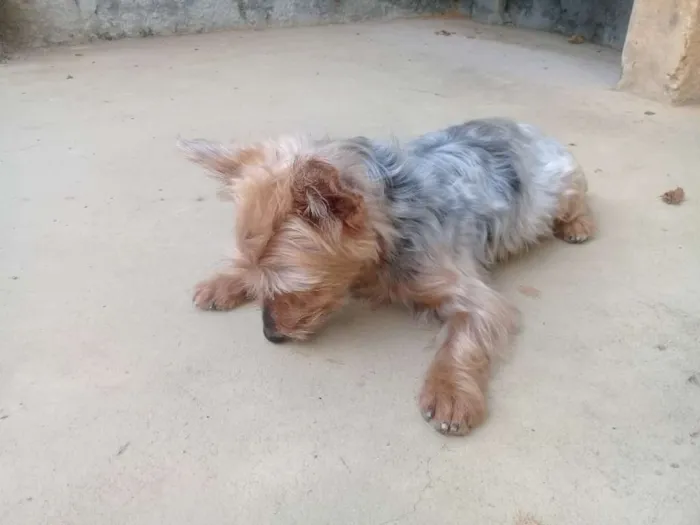 Cachorro raça Yorkshire idade 6 ou mais anos nome Fofinho