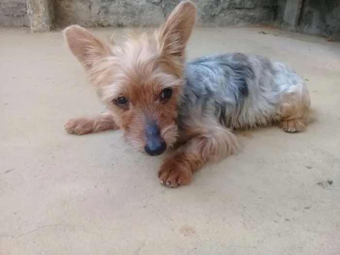 Cachorro raça Yorkshire idade 6 ou mais anos nome Fofinho