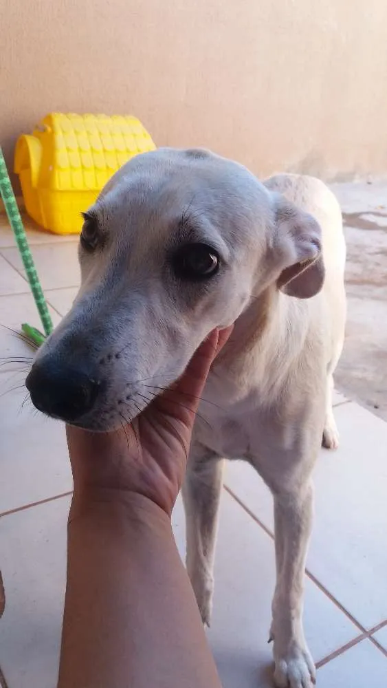 Cachorro ra a Vira lata idade 7 a 11 meses nome Mel