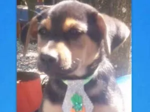 Cachorro raça Srd idade 2 a 6 meses nome Porthos