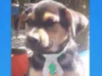 Porthos