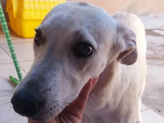 Cachorro ra a Vira lata idade 7 a 11 meses nome Mel