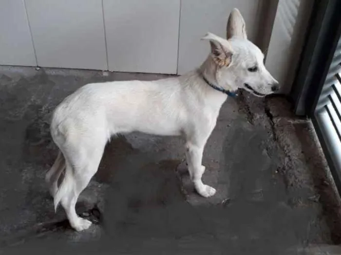Cachorro ra a Srd idade 7 a 11 meses nome Spayk