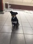 Fera