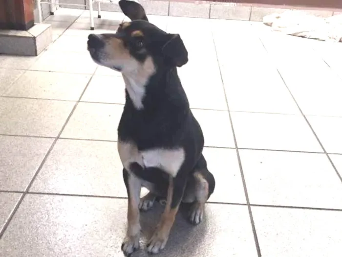 Cachorro ra a SRD idade 1 ano nome Fera