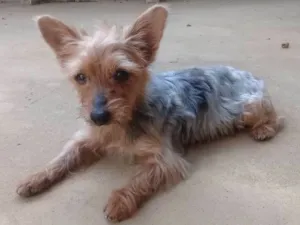Cachorro raça Yorkshire idade 6 ou mais anos nome Fofinho