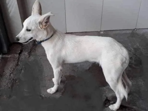 Cachorro ra a Srd idade 7 a 11 meses nome Spayk