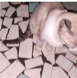 Gato ra a Siamês  idade 7 a 11 meses nome Cansado