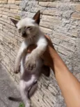Filhotes da Gatinha