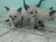 Filhotes da Gatinha