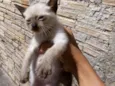 Filhotes da Gatinha