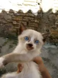Filhotes da Gatinha